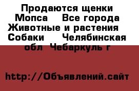 Продаются щенки Мопса. - Все города Животные и растения » Собаки   . Челябинская обл.,Чебаркуль г.